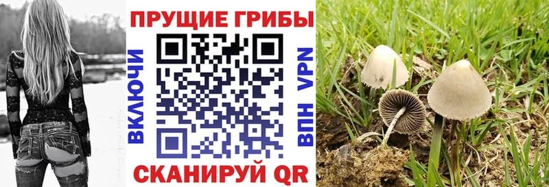 Псилоцибиновые грибы мухоморы  hydra как зайти  Калач-на-Дону  наркота 